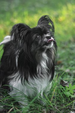 Black and white old papillon dog in the summer grass, Animal portrait.