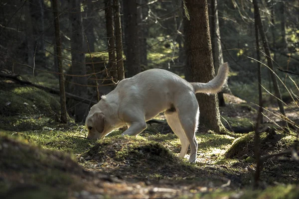 Altın labrador sabah çam ormanında geziniyor..