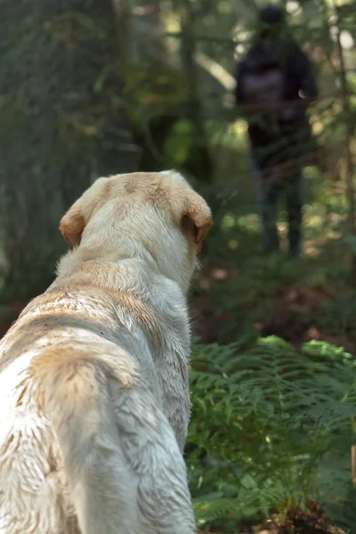 Labrador dog following human in the forest, Companion dog.