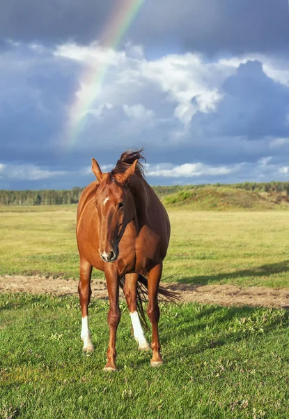 Kestane sıcacık kısrak yeşil çimlerin üzerinde duruyor. Arka planda fırtına sonrası gökkuşağı var. Hayvan portresi, manzara manzarası, dikey.