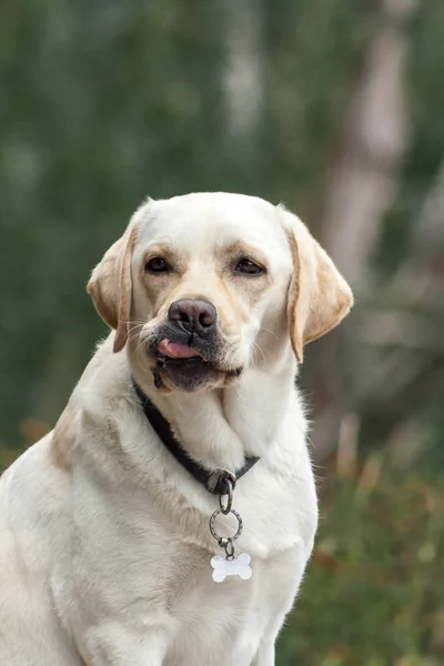 Golden Labrador Dog Collar Sitting Park Licking Animal Portrait — Stock Photo, Image