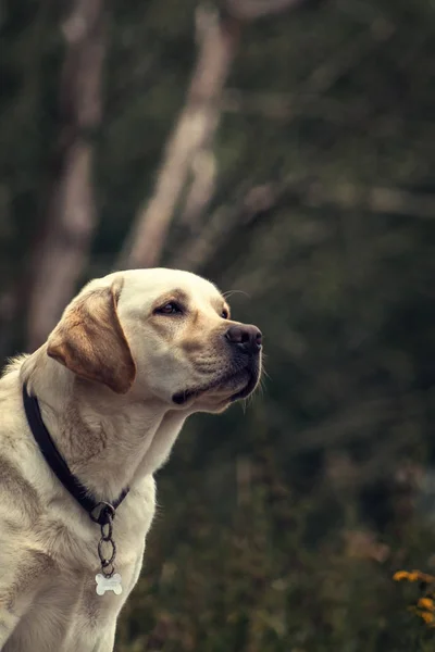 Golden labrador dog in a collar sitting in the park. Animal portrait.