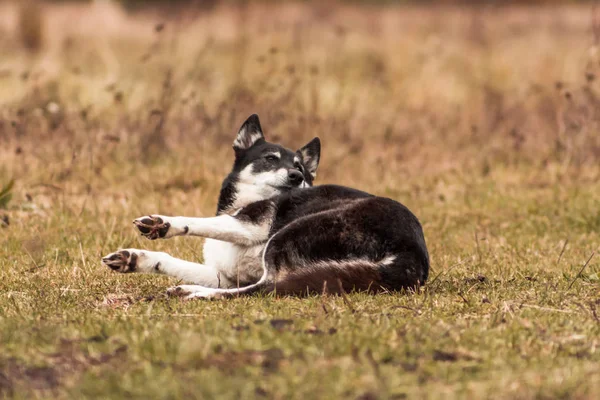 晩秋に草の上に寝そべっている幸せなライカ犬 動物肖像画 — ストック写真