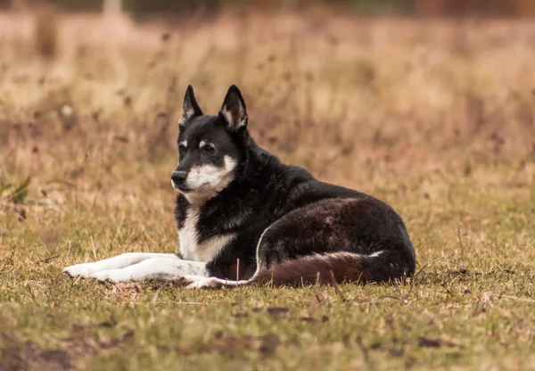 晩秋に草の上に寝そべっている幸せなライカ犬 動物肖像画 — ストック写真