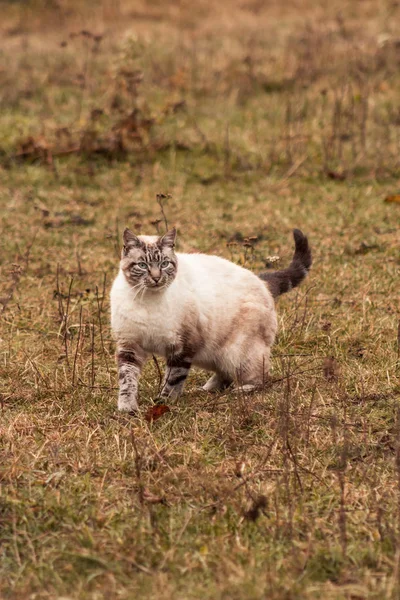 Siamesisk Katt Går Senhöstens Gräs Djurporträtt — Stockfoto