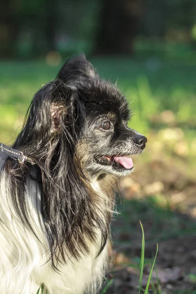 夏の草の中に黒と白の古いパピヨン犬 動物の肖像画 — ストック写真