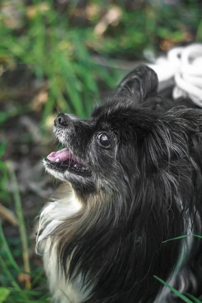 夏の草の中に黒と白の古いパピヨン犬 動物の肖像画 — ストック写真