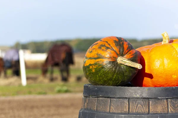 Equestrian competition arena decoration. Bright orange pumpkins on the brown wooden barrel.