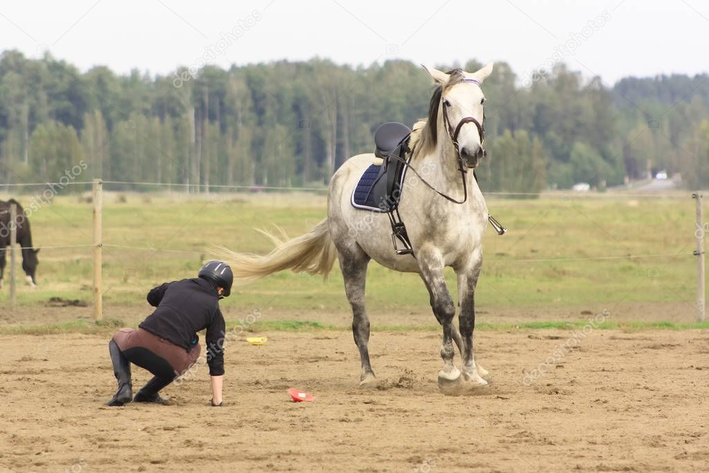 Rider fall off the white horse while riding in the outdoor arena. Equestrian dressage sport. 
