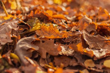 Yellow and brown autumn oak leaves on the ground, close up.