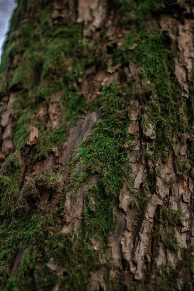 Πράσινα Βρύα Στον Κορμό Του Δέντρου Δέντρο Φλοιό Κοντά — Φωτογραφία Αρχείου