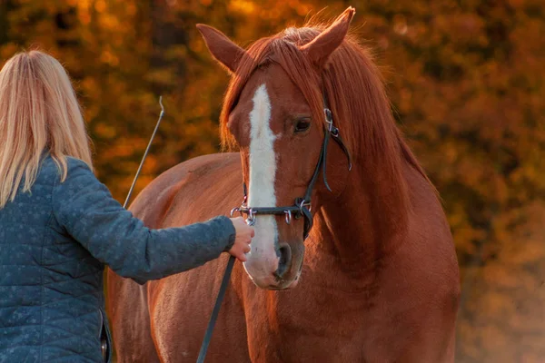 Communication between horse and a human. Blonde woman training chestunt horse in hand. 