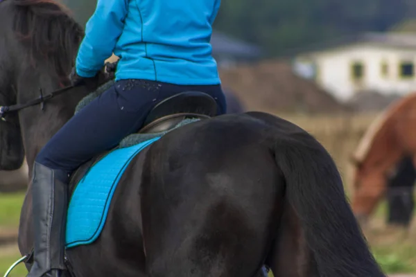 Mulher Monta Cavalo Friesiano Preto Com Turquesa Pad Curativo Equestre — Fotografia de Stock