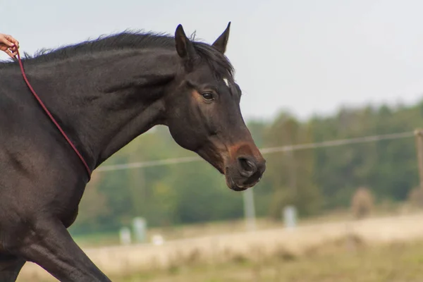 Bay arabian gelding being ridden with red cordeo rope around neck. Close up portrait of a horse, no people.