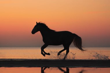 Purebred andalusian horse natural sunset silhouette running on the beach shore. 