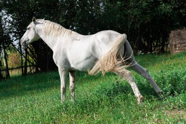 White lipizzaner horse is stretching before urinating.