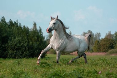 Yeşil yaz otlaklarında koşan açık gri Arap atı. Hayvanlar hareket halinde.