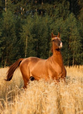 Chestnut don breed horse portrait in the yellow oat field in sunset with forest on the background. clipart