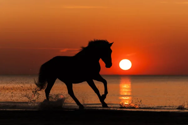 Purebred andalusian horse natural sunset silhouette running on the beach shore. 