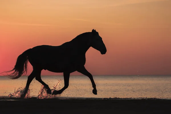 Чистий Андалузький Кінь Природний Силует Заходу Сонця Працює Березі Пляжу — стокове фото