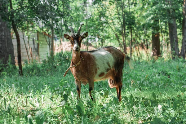 Cabra Marrón Blanca Con Cuernos Pasto Verde Verano — Foto de Stock