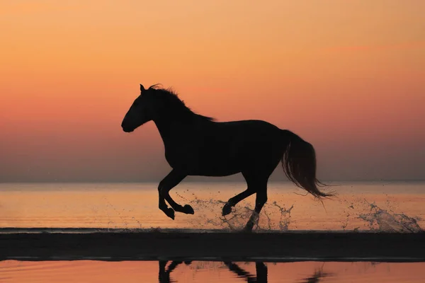 Purebred andalusian horse natural sunset silhouette running on the beach shore. 