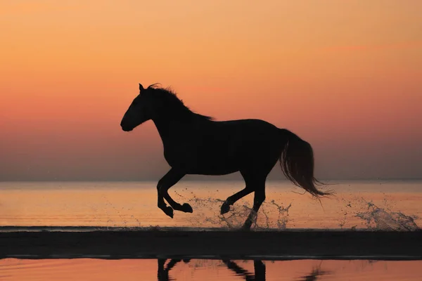 在海滩上奔跑的纯种马的自然落日轮廓 — 图库照片