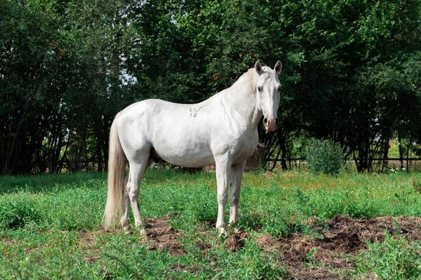 站在牧场上的雪白的马驹 — 图库照片