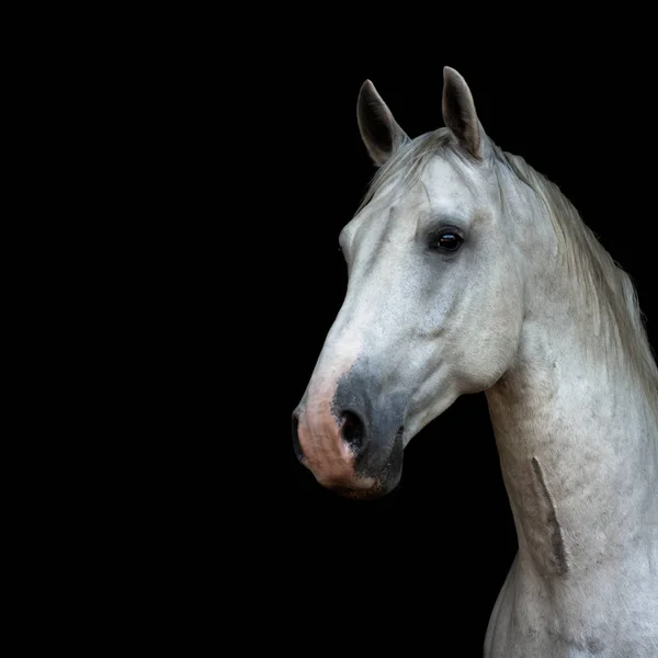 Retrato Garanhão Lippizaner Branco Isolado Fundo Preto Retrato Animal Com — Fotografia de Stock