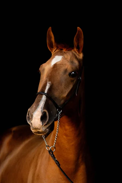 Kastanj Inte Föda Unga Häst Isolerad Svart Bakgrund Djur Närbild — Stockfoto
