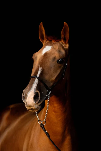 Kastanje Fokken Jong Paard Geïsoleerd Zwarte Achtergrond Dier Close Portret — Stockfoto