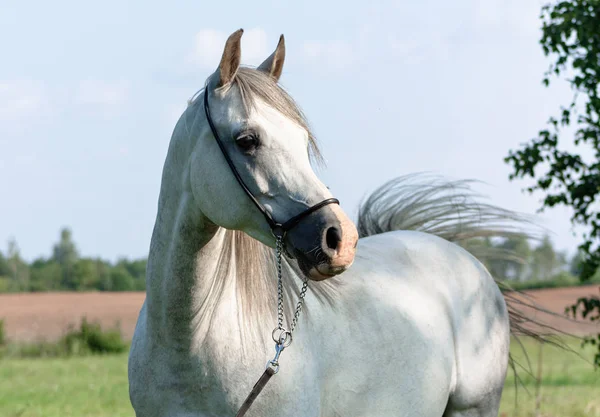 Cavallo Arabo Razza Grigia Posa Mostra Cavezza Estate All Aperto — Foto Stock