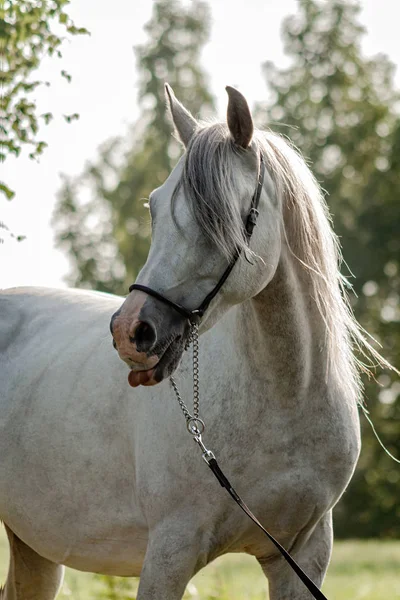 Grijze Rasechte Arabische Paard Poseren Show Halster Zomer Buiten Anima — Stockfoto
