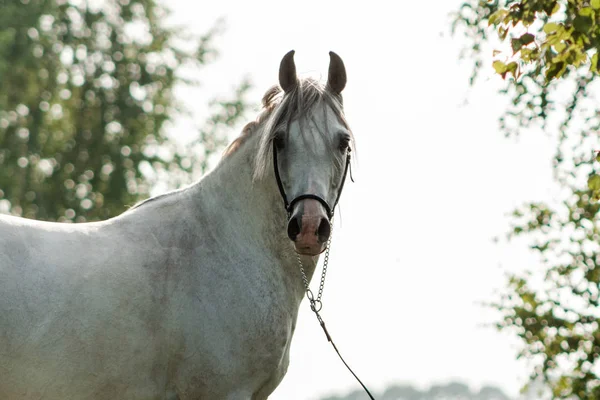 Šedý Čistokrevný Arabský Kůň Pózující Letní Ohlávce Anima Portrét — Stock fotografie