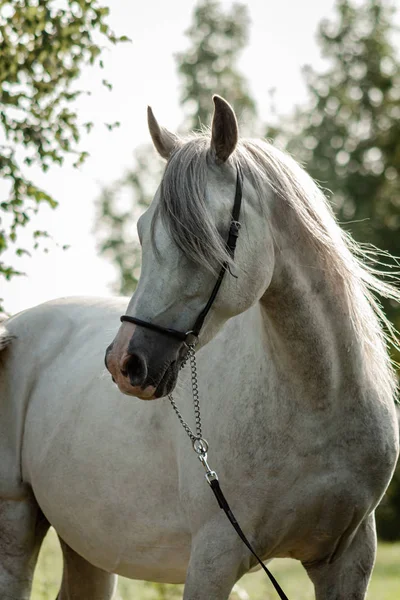 Cavalo Árabe Raça Pura Cinza Posando Show Halter Verão Livre — Fotografia de Stock