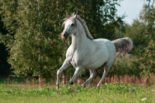 緑の夏の牧草地で小さな灰色のアラビアの品種の馬がトロットで走っています — ストック写真