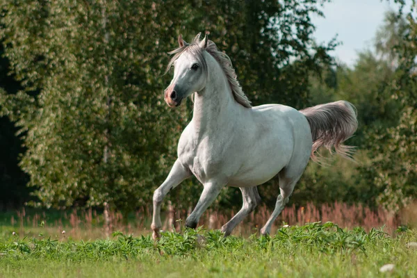 Caballo Raza Árabe Gris Claro Corriendo Trote Verde Pasto Verano —  Fotos de Stock