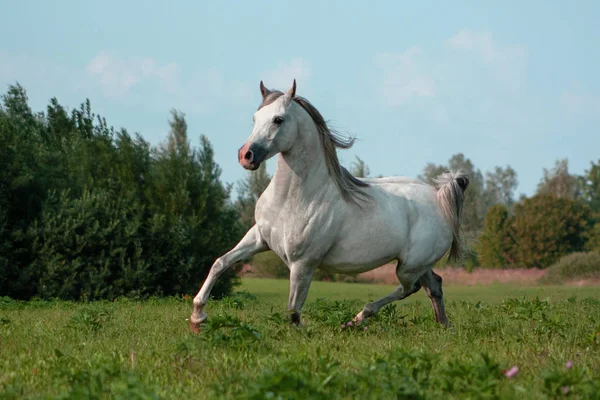 Lichtgrijs Arabisch Ras Paard Loopt Draf Groene Zomerweide Bewegend Dier — Stockfoto