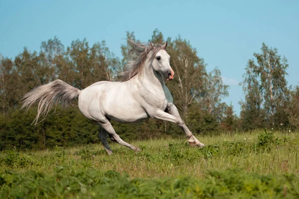緑の夏の牧草地でうなり声で走る軽い灰色のアラビア種の馬 — ストック写真