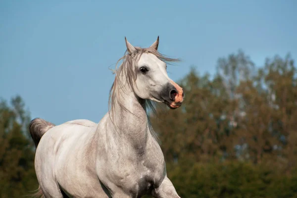 Světle Šedý Arabský Plemenný Kůň Běžící Cvalem Zelené Letní Pastvině — Stock fotografie