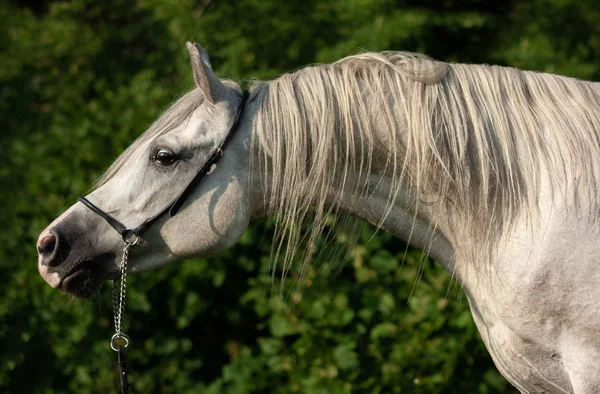 Caballo Árabe Gris Expresivo Retrato Fondo Verde Verano Cerca —  Fotos de Stock