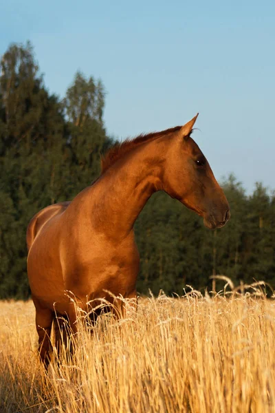 背景に森林と日没の黄色のオートフィールドで栗ドン品種馬の肖像画 — ストック写真