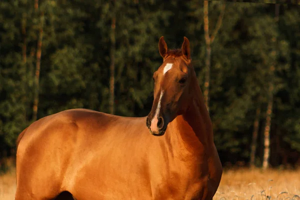 背景に森林と日没の黄色のオートフィールドで栗ドン品種馬の肖像画 — ストック写真