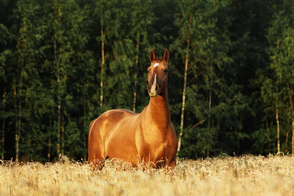 Castanha Russa Don Raça Cavalo Campo Aveia Amarela Luz Pôr — Fotografia de Stock