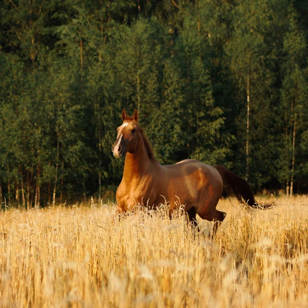 Kestane rengi at portresi üretir. Günbatımında sarı yulaf tarlasında. Arka planda orman var..