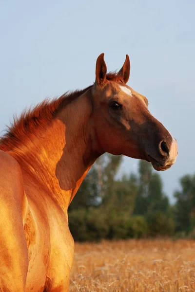 栗のロシア人は オート麦畑での夕方の日没を後方に見て馬を繁殖しません 動物肖像画 — ストック写真