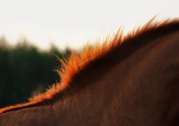 Kastanje Russisch Don Ras Paardenhals Met Korte Manen Avondzon Dierlijk — Stockfoto