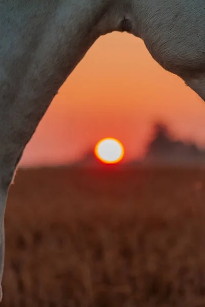 Ochtend Zon Zonsopgang Omlijst Door Een Paard Nek — Stockfoto