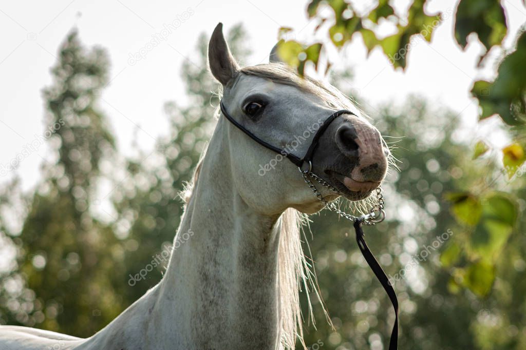 Grey purebred arabian horse posing in show halter in summer outdoors. Anima portrait.