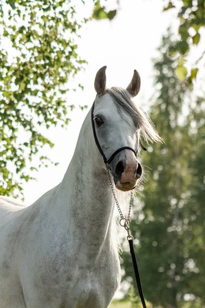 Caballo Árabe Raza Pura Gris Posando Halter Espectáculo Verano Aire — Foto de Stock